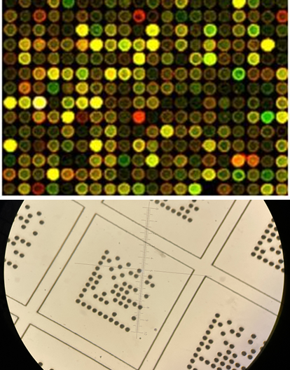 生物芯片標(biāo)記